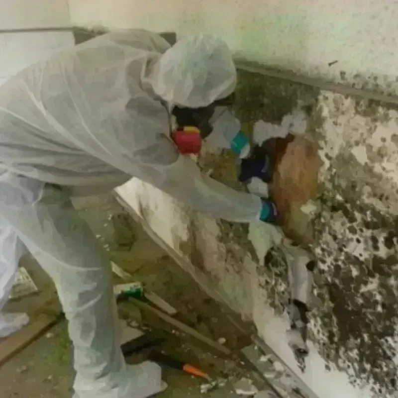 Mold Remediation and Removal in Honey Grove, TX